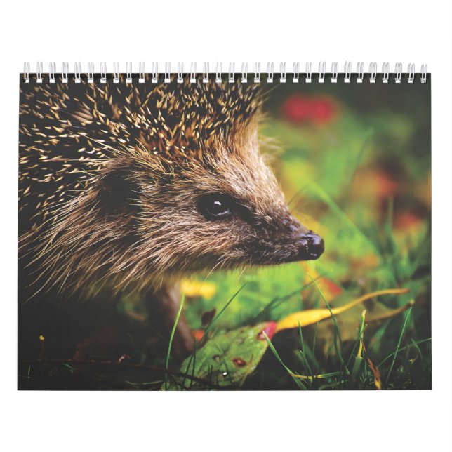 Kalender der Igel, Hedgehog (Titelbild)