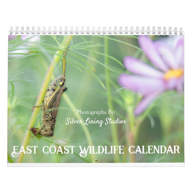 Kalender der Wildfauna an der Ostküste (Titelbild)