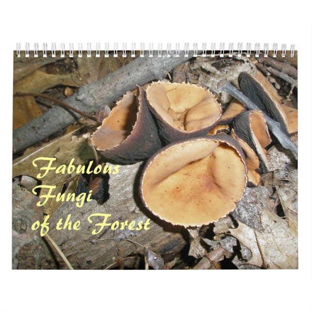 Kalender - Fungi des Waldes (Titelbild)