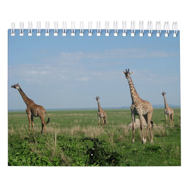 Kalender-Giraffe Kalender (Titelbild)