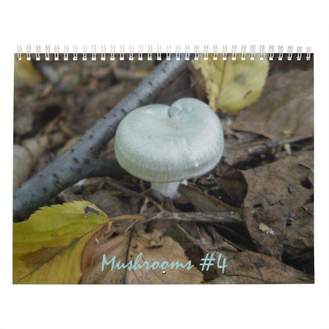 Kalender - Herrlichere Pilze #4 (Titelbild)
