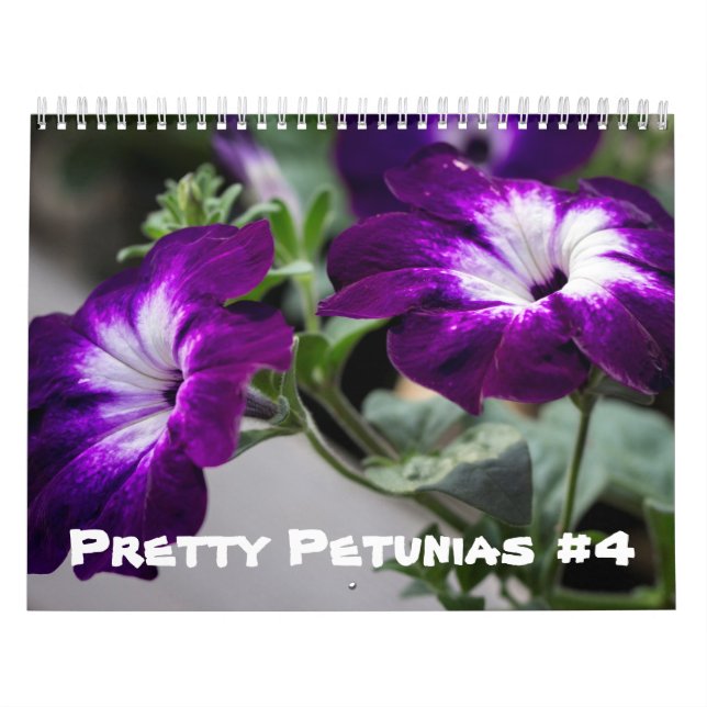 Kalender - Hübsche Petunias #4 (Titelbild)