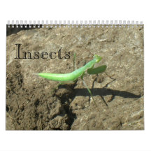 Kalender - Insekten