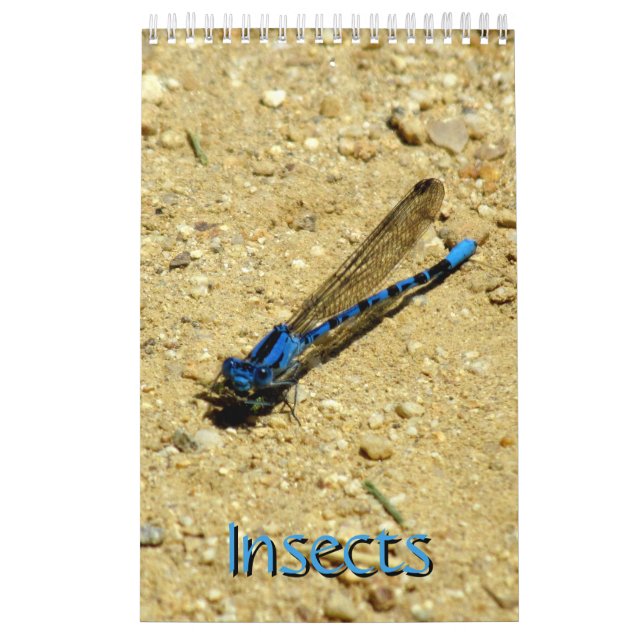 Kalender - Insekten mit Fliegen (Titelbild)