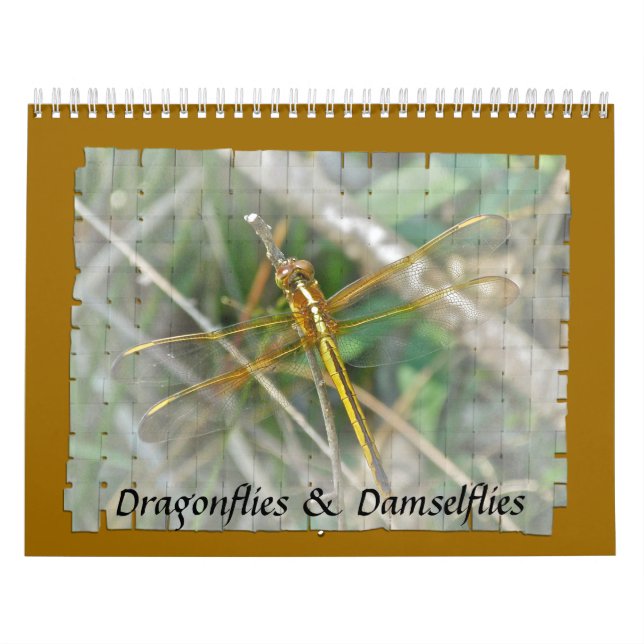 Kalender - Libellen und Damselfliegen (Titelbild)