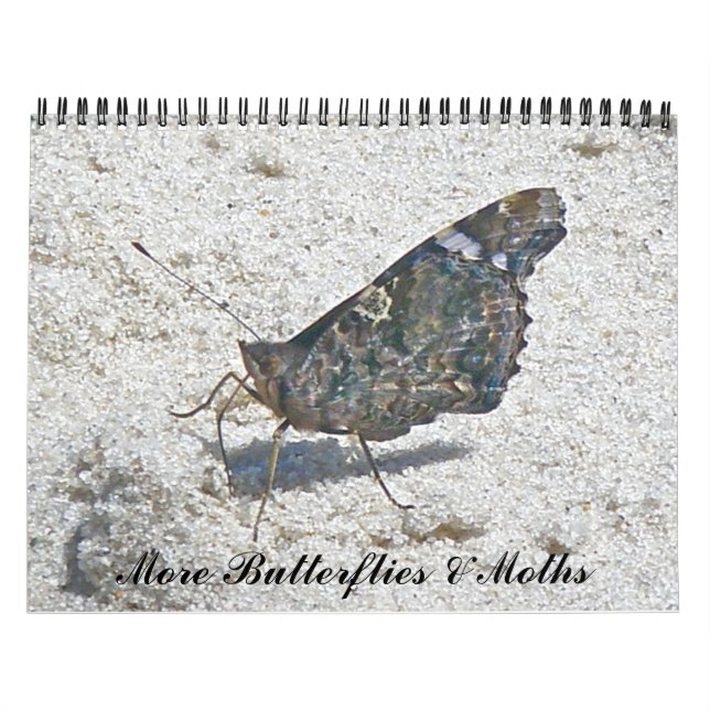 Kalender - Mehr Schmetterlinge und Mädels (Titelbild)