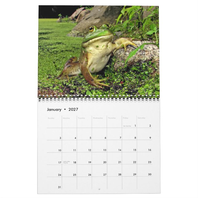 Kalender mit Teichfröschen (Jan 2027)