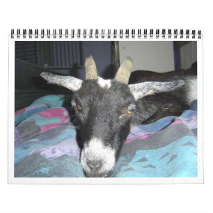 Kalender Pedros 2009