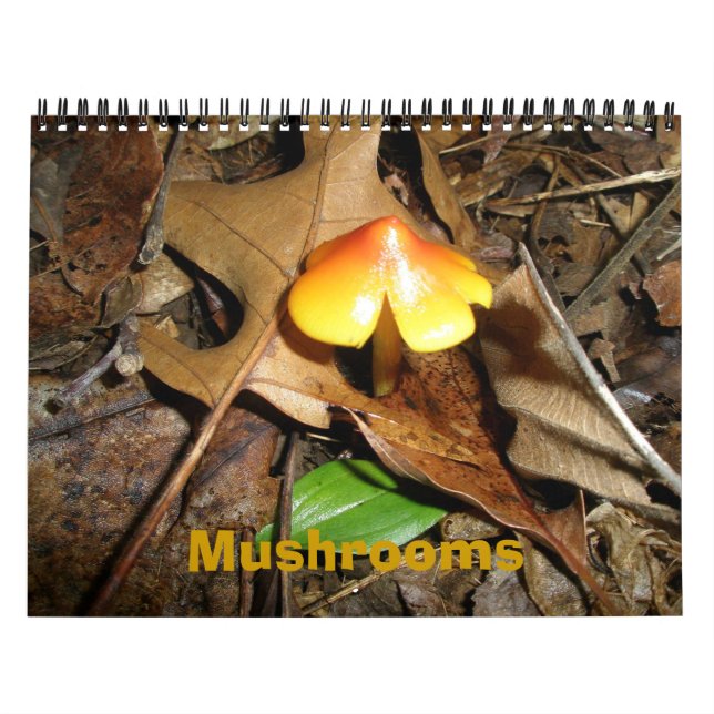 Kalender-Pilze Kalender (Titelbild)