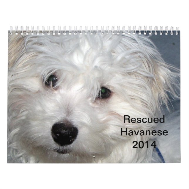 Kalender Rettung Havanese Welpen-2014 (Titelbild)