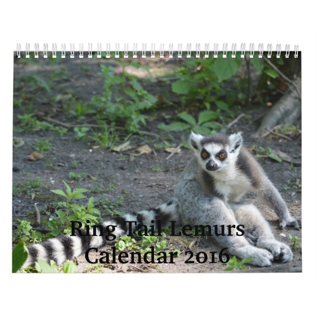 Kalender Ring-Schwanzlemurs-2016 (Titelbild)