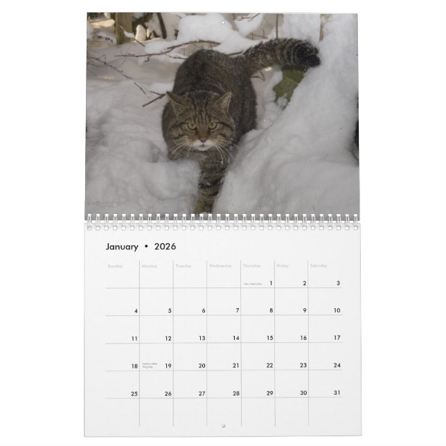 Kalender - schottische Wildkatze (Jan 2026)