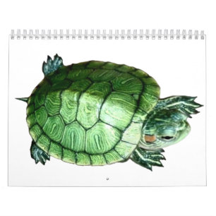 Kalender Turtle