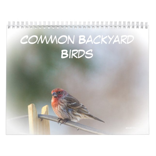 Kalender - Vogelarten im Allgemeinen Hinterhof (Titelbild)