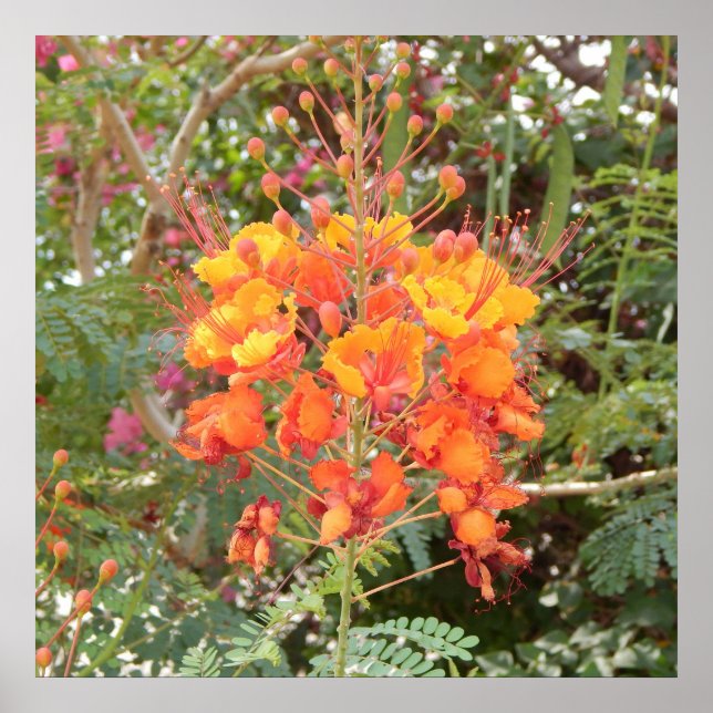 KALIFORNIA DESERT BLUME #1 POSTER (Vorne)