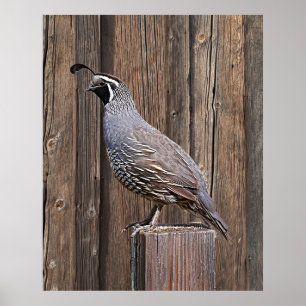 KALIFORNIA QUAIL AUF BARNBOARD POSTER