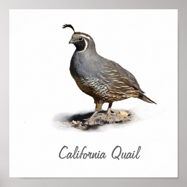 KALIFORNIA QUAIL POSTER (Vorne)