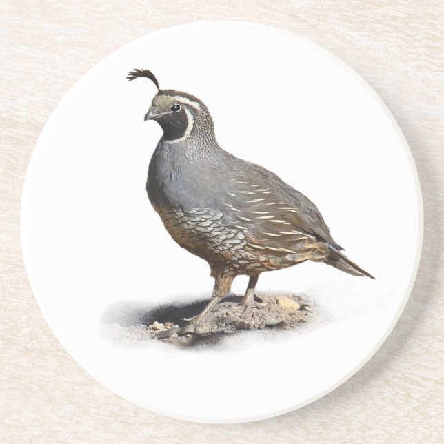 KALIFORNIA QUAIL SANDSTEIN UNTERSETZER (Vorne)