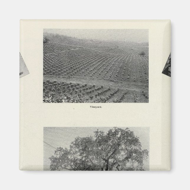 Kalifornien 4 magnet (Vorne)