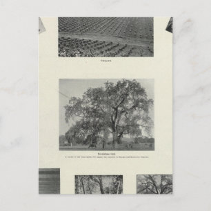 Kalifornien 4 postkarte