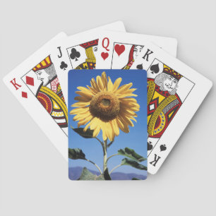 Kalifornien, a Mammoth Sunflower (Helianthus) 3 Spielkarten