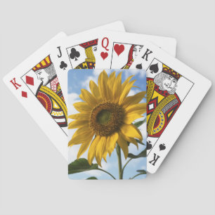 Kalifornien, a Mammoth Sunflower (Helianthus) 4 Spielkarten