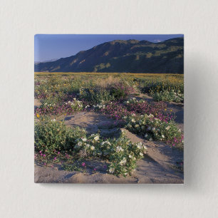 Kalifornien, Anza-Borrego Desert SP, Sand Button