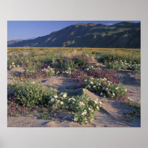 Kalifornien, Anza-Borrego Desert SP, Sand Poster