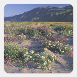 Kalifornien, Anza-Borrego Desert SP, Sand Quadratischer Aufkleber