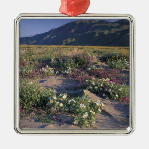 Kalifornien, Anza-Borrego Desert SP, Sand Silbernes Ornament