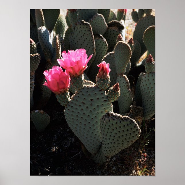 Kalifornien, Anza Borrego Wüste Staat Park 1 Poster (Vorne)