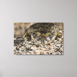 Kalifornien-Baumfrosch, (Pseudacris cadaverina), Leinwanddruck