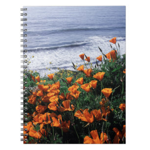 Kalifornien, Big Sur Küste, Kalifornischer Mohn Notizblock
