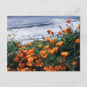 Kalifornien, Big Sur Küste, Kalifornischer Mohn Postkarte