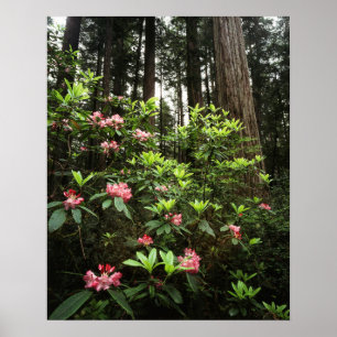 Kalifornien, Del Norte Coast Redwoods State Park Poster