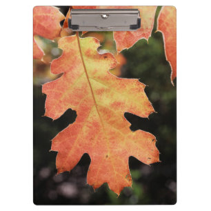 Kalifornien, ein herbstlich gefärbtes Eichenblatt Klemmbrett