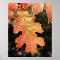 Kalifornien, ein herbstlich gefärbtes Eichenblatt