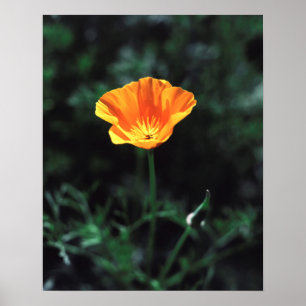 Kalifornien, eine kalifornische Mohn-Wildblume Poster