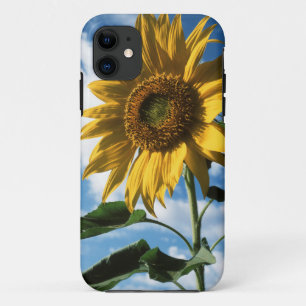 Kalifornien, Eine Mammut-Sonnenblume (Helianthus)  Case-Mate iPhone Hülle