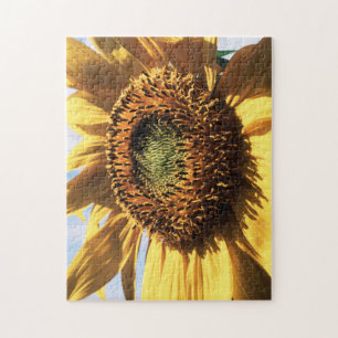 Kalifornien, eine riesige Sonnenblume (Helianthus)