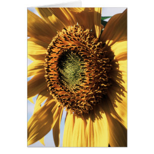 Kalifornien, eine riesige Sonnenblume (Helianthus)