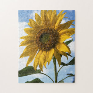 Kalifornien, eine riesige Sonnenblume (Helianthus)