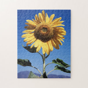 Kalifornien, eine riesige Sonnenblume (Helianthus)