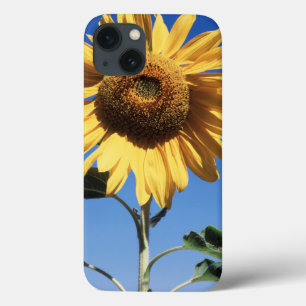 Kalifornien, eine riesige Sonnenblume (Helianthus) Case-Mate iPhone Hülle