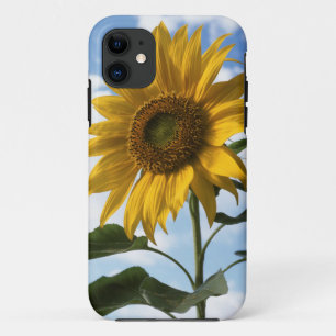 Kalifornien, eine riesige Sonnenblume (Helianthus) Case-Mate iPhone Hülle
