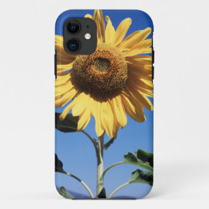 Kalifornien, eine riesige Sonnenblume (Helianthus) title_seo2
