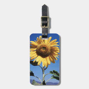 Kalifornien, eine riesige Sonnenblume (Helianthus) Gepäckanhänger