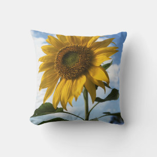 Kalifornien, eine riesige Sonnenblume (Helianthus) Kissen