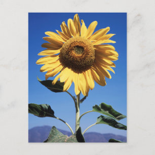 Kalifornien, eine riesige Sonnenblume (Helianthus) Postkarte
