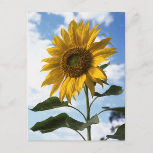 Kalifornien, eine riesige Sonnenblume (Helianthus) Postkarte